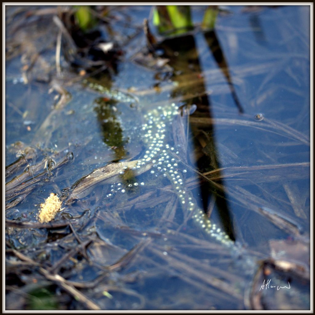 Ovatura di Bufo bufo